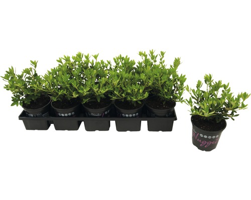 Set mit Rhododendron-Zwergsträuchern in Töpfen auf einem schwarzen Tablett