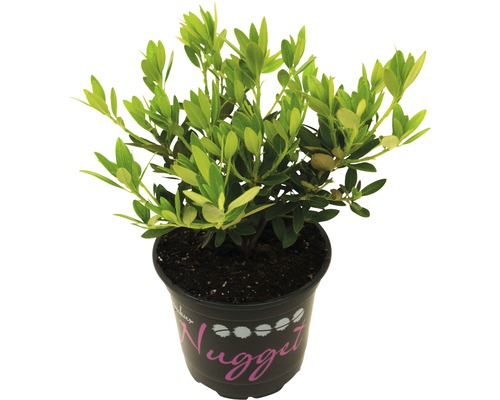 Rhododendron nain FloraSelf alternative au buis Rhododendron micranthum 'Nugget® by Bloombux' h 5-10 cm p 11 cm Rhododendron nain FloraSelf alternative au buis Rhododendron micranthum 'Nugget® by Bloombux' h 5-10 cm p 11 cm