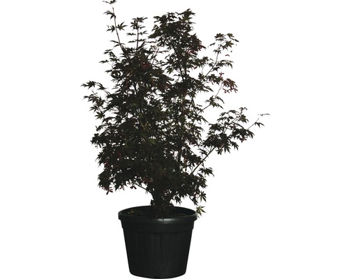 Roter Fächerahorn FloraSelf Acer palmatum 'Bloodgood' H 120-140 cm Co 30 L