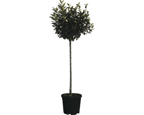 Olivier de Bohême arbuste FloraSelf Elaeagnus ebbingei H 100-120 cm Co 18 l Laurier en pot