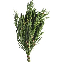 Bouquet de branches de faux cyprès avec des cônes