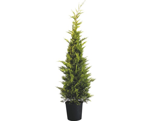 Cyprès de Leyland jaune FloraSelf Cupressocyparis leylandii 'Gold Rider' H 150-170 cm Co 15 l