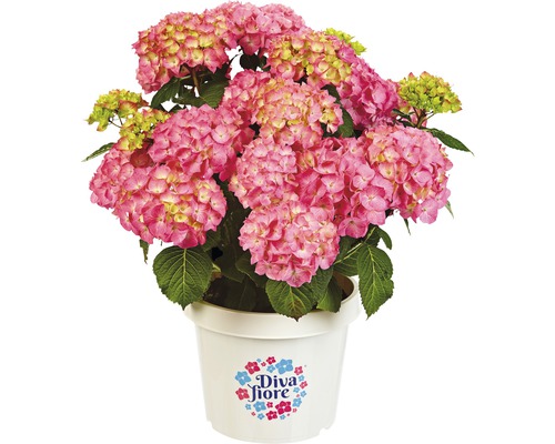 Hortensia DIVA FIORE® Hydrangea macrophylla 'DIVA FIORE®' Co 5 l floraison fréquente, tri