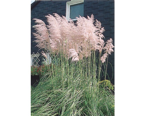 Niedriges Pampasgras FloraSelf Cortaderia selloana 'Junior' H 10-80 cm Co 3 L Pampasgras im Garten