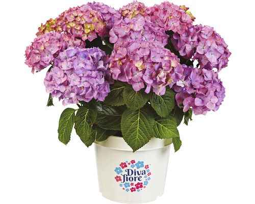Hortensia en pot avec logo Diva Fiore