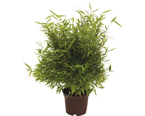 Bambou de jardin Nouvelle génération 40-60 cm