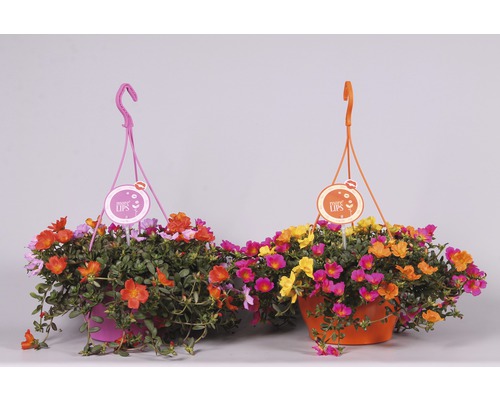 Pourpier à grandes fleurs FloraSelf Portulaca grandiflora «Carnaval» pot Ø 25 cm