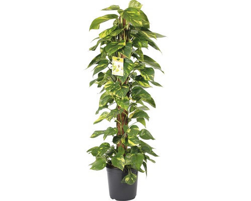 Lierre FloraSelf® Moosstab pot de 24 Lierre FloraSelf® Moosstab pot de 24
