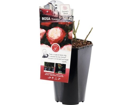 Nostalgie Rose im Topf