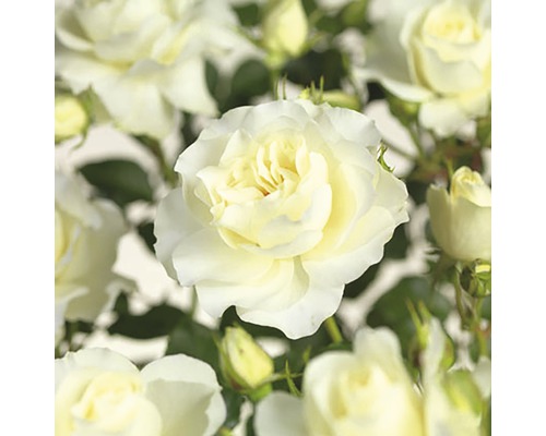 Beetrose 'White Meilove' Floraself Rosa 'White Meilove' H 20-40 cm Co 3 L