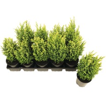 Plateau avec plusieurs cyprès en pot