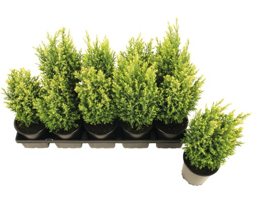 Plateau avec plusieurs cyprès en pot