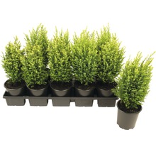 Ensemble de cyprès en pots