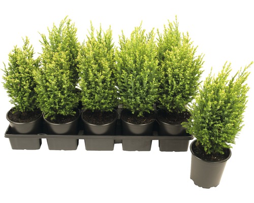 Ensemble de cyprès en pots