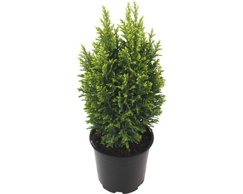 Scheinzypresse 'Snow White' FloraSelf H 20-25 cm, Mini Weihnachtsbaum zur Pflanzung geeignet Co 0,5 L Scheinzypresse 'Snow White' FloraSelf H 20-25 cm, Mini Weihnachtsbaum zur Pflanzung geeignet Co 0,5 L