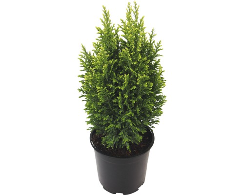 Faux cyprès Chamaecyparis lawsoniana 'Snow White', pot de 11 cm