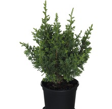 Chamaecyparis pisifera dans un pot