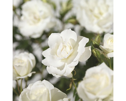 Nahaufnahme von weißen Rosenblüten