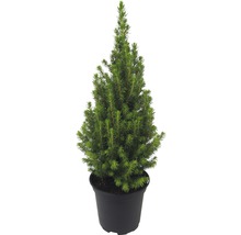 Épicéa conica en pot