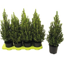 Plusieurs épicéas nains en pot