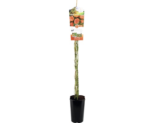Kletterrose im Topf