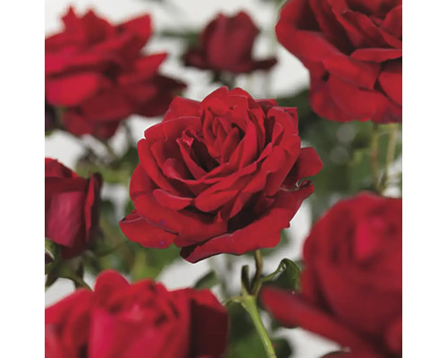 Kletterrose 'Santana' FloraSelf Rosa x Hybride 'Santana' Co 3 L Kletterrose 'Santana' FloraSelf Rosa x Hybride 'Santana' Co 3 L