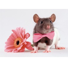Eine Ratte mit einer rosa Schleife neben einer rosa Blume.