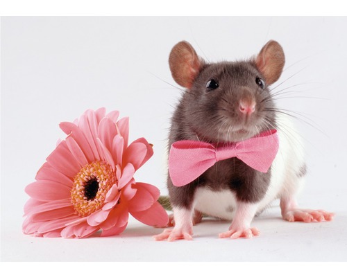 Eine Ratte mit einer rosa Schleife neben einer rosa Blume.