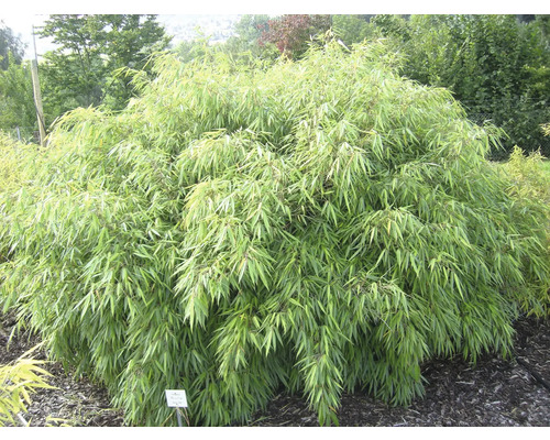 Plante de bambou dans le jardin