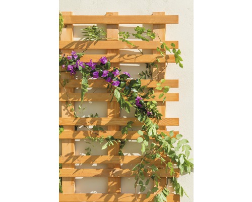 Trellis en bois avec plantes grimpantes pour la décoration de jardin