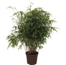 Bambus rufa FloraSelf 80-100 cm 10 l-thumb-0