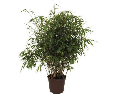 Bambou rufa FloraSelf 5 litres Plante de bambou en pot pour l''extérieur