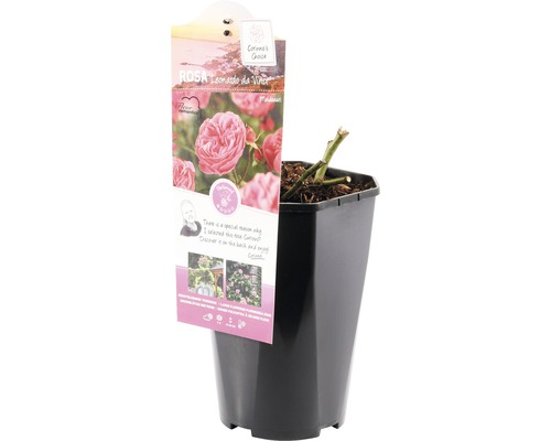 Leonardo da Vinci Rose im Topf