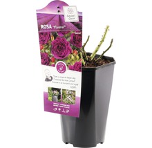 Rose Minerva im Topf