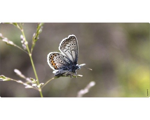 Paroi arrière de salle de bains mySPOTTI aqua Papillon 90x45 cm