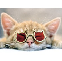 Katze mit Sonnenbrille