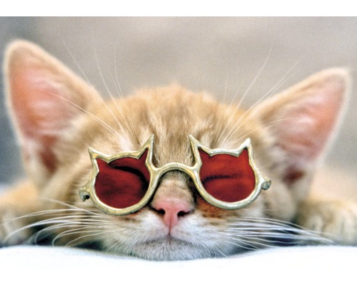 Katze mit Sonnenbrille