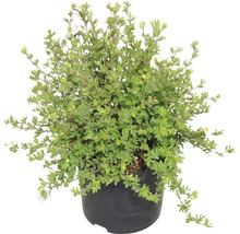 Potentille en pot