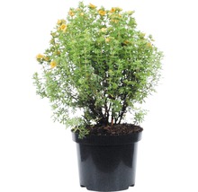 Fingerstrauch Potentilla fruticosa 'Pink Beauty' 30-40 cm