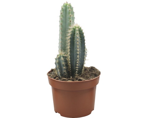 Cactus en pot
