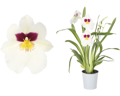 Orchidee FloraSelf Miltonia x Hybride 12er Topf 2 Rispen