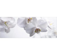 Nahaufnahme von weißen Orchideenblüten mit Wassertropfen