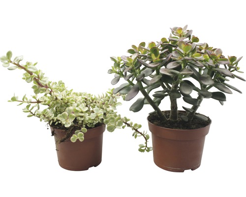 Deux plantes d''intérieur en pot