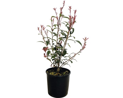 Glanzmispel 'Robusta Compacta' FloraSelf Photinia fraseri 'Robusta Compacta' H 50-70 cm Co 5 L