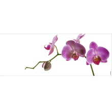 Motif décoratif d''orchidée