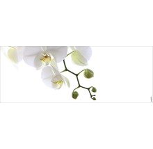 Gros plan d''une orchidée en fleurs