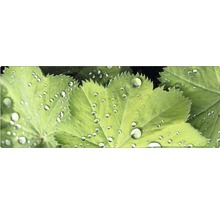 Feuilles d''alchémille avec des gouttes d''eau