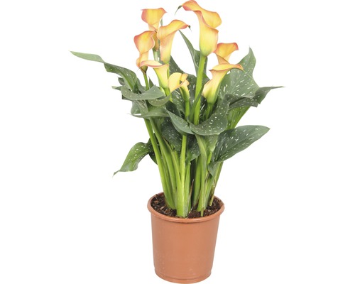 Zimmercalla FloraSelf Zantedeschia aethiopica 'Morning Sun' H 40-50 cm Ø 13 cm Topf