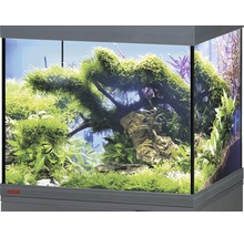 Aquarium aménagé avec plantes aquatiques et décoration