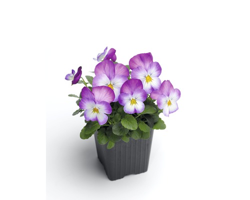 Violette cornue 'Viola cornuta' rose-rose vif pot de 12 cm